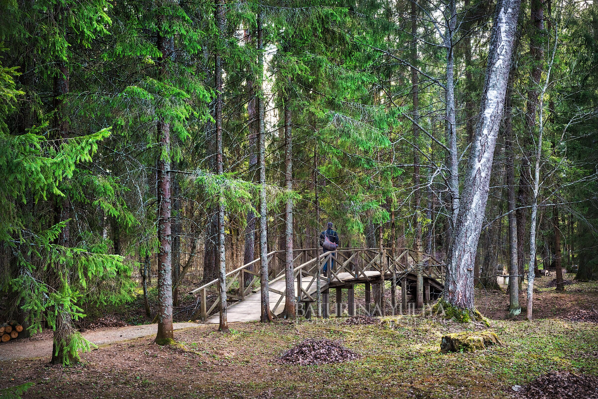 Мост в лесу - Юлия Батурина