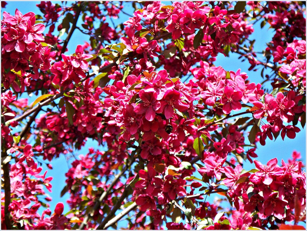 Цветы яблони декоративной пурпурной. - Валерия Комова