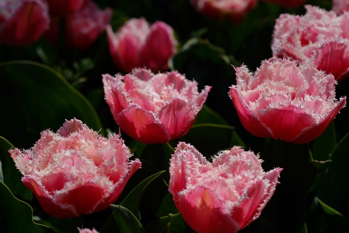 Тюльпан Tulipa"Queensland" - wea *