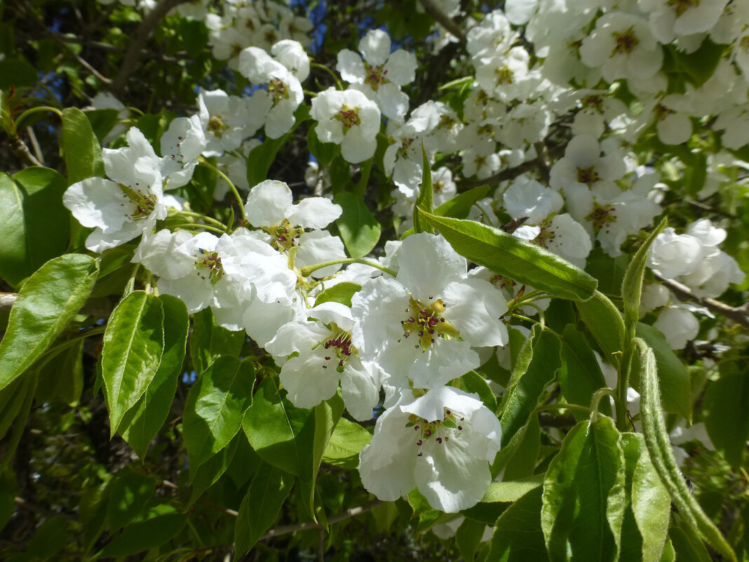 Цветение яблони Ранет - Наиля 