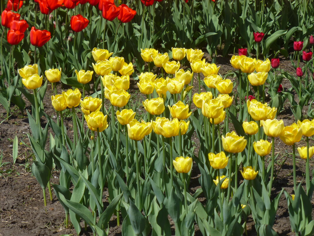 Желтые тюльпаны - Наиля 
