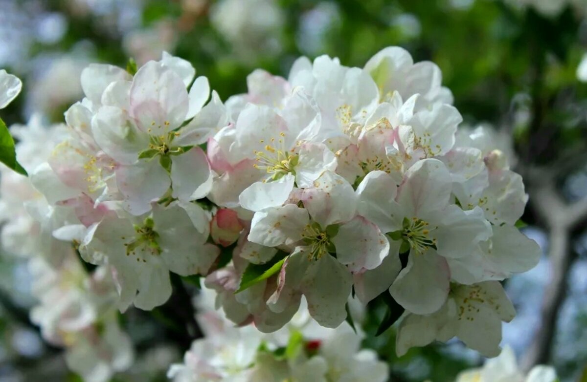 Яблони в цвету - Горкун Ольга Николаевна 
