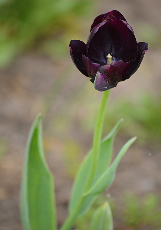 Один из чёрных тюльпанов - Татьяна Лютаева
