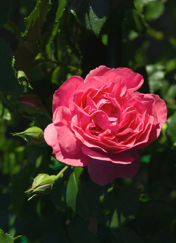 Летняя роза - Aнна Зарубина
