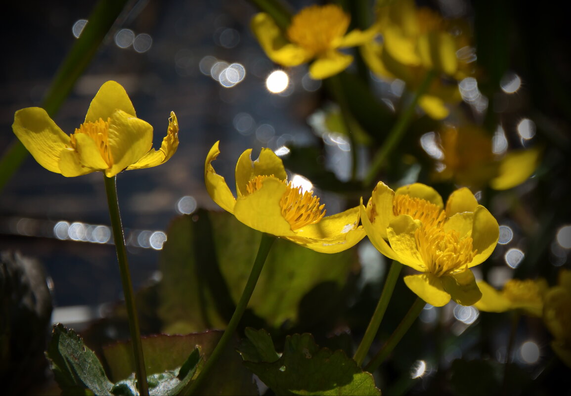Солнечные цветы - lady v.ekaterina