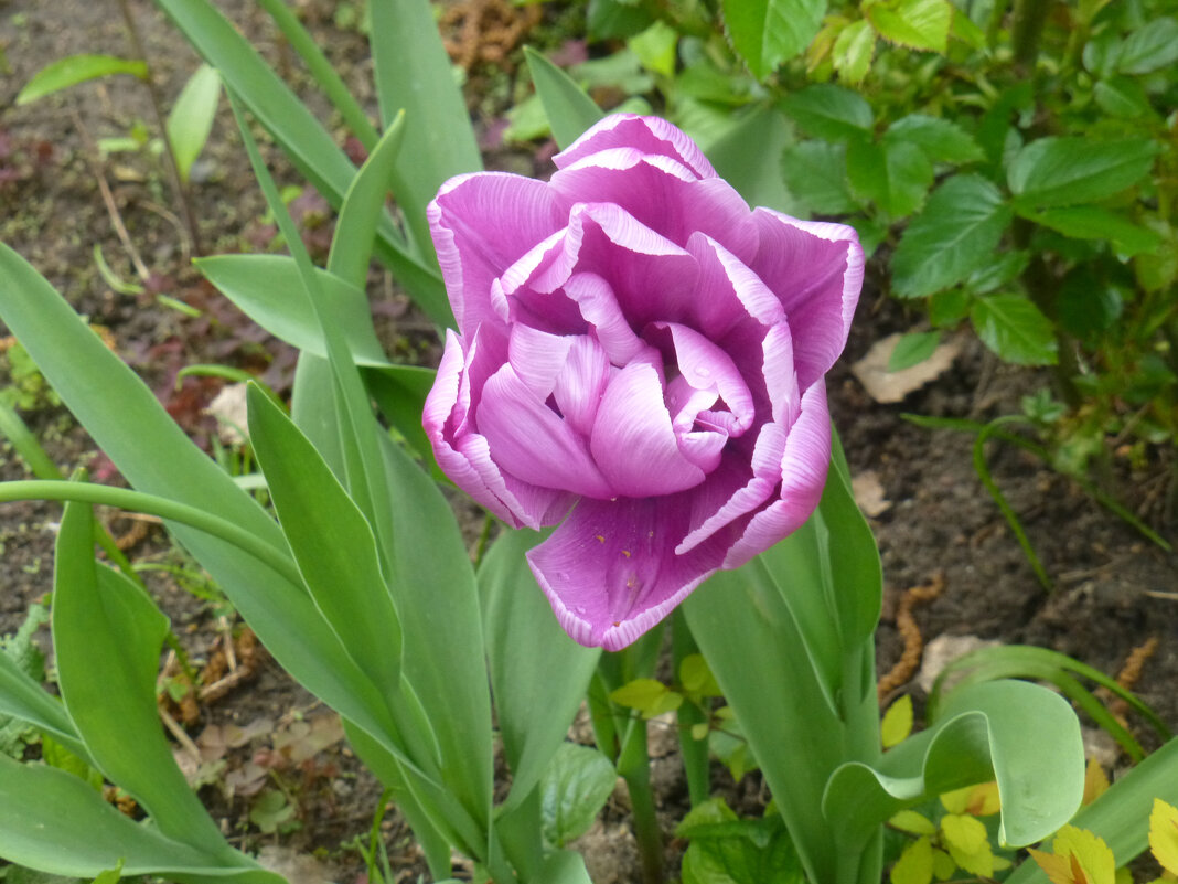 Тюльпан махровый - Наиля 