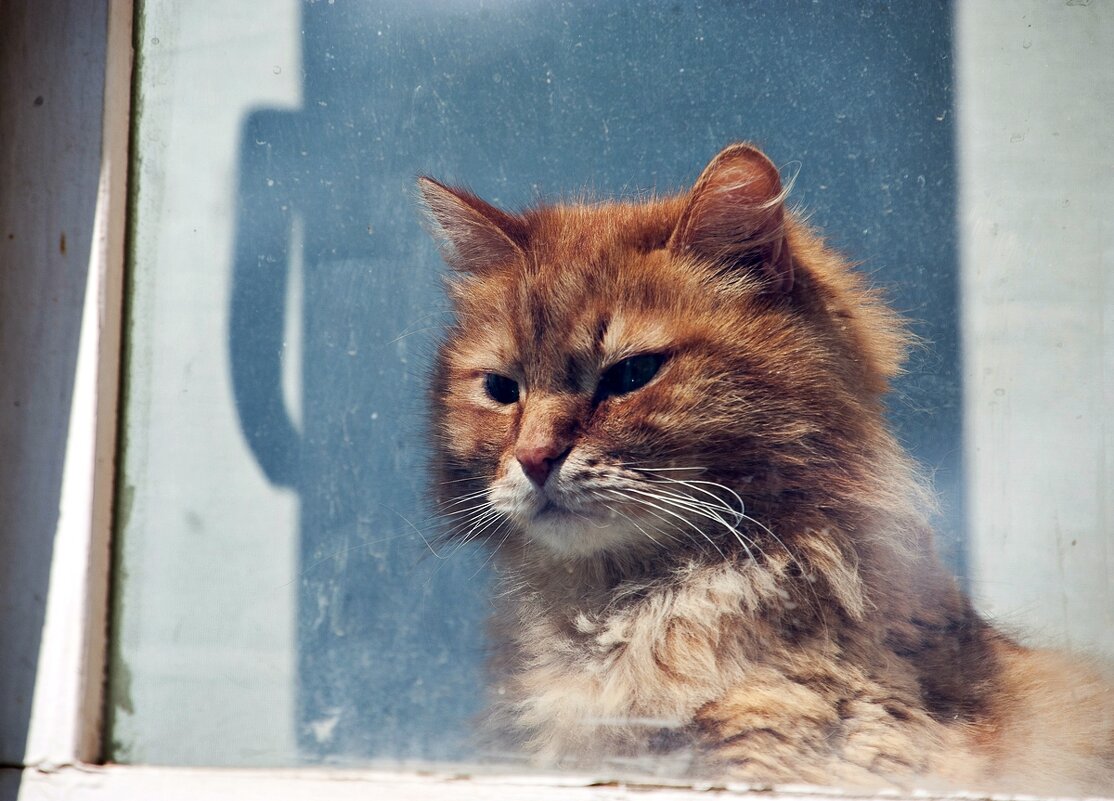 Портрет кота за стеклом - Валерий Иванович