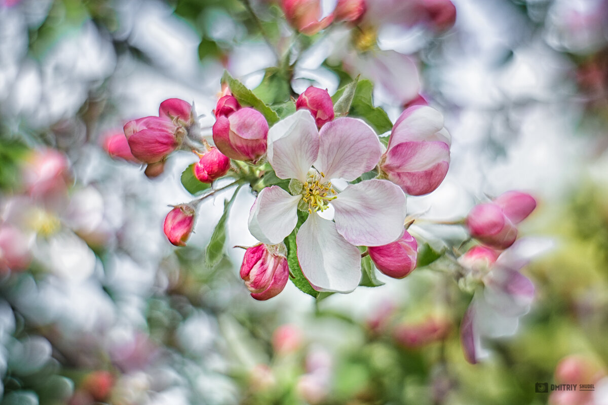 Яблоня в цвету - Дмитрий Шудель