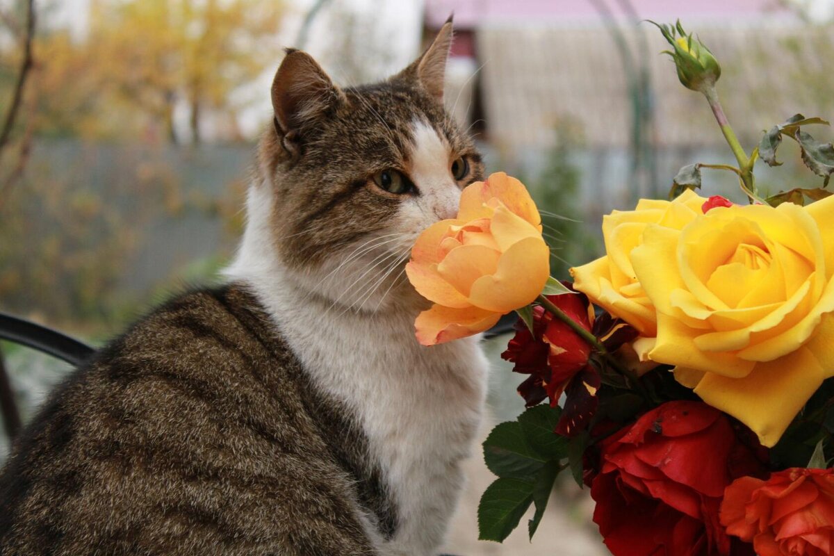 кот и розы - Виктория 