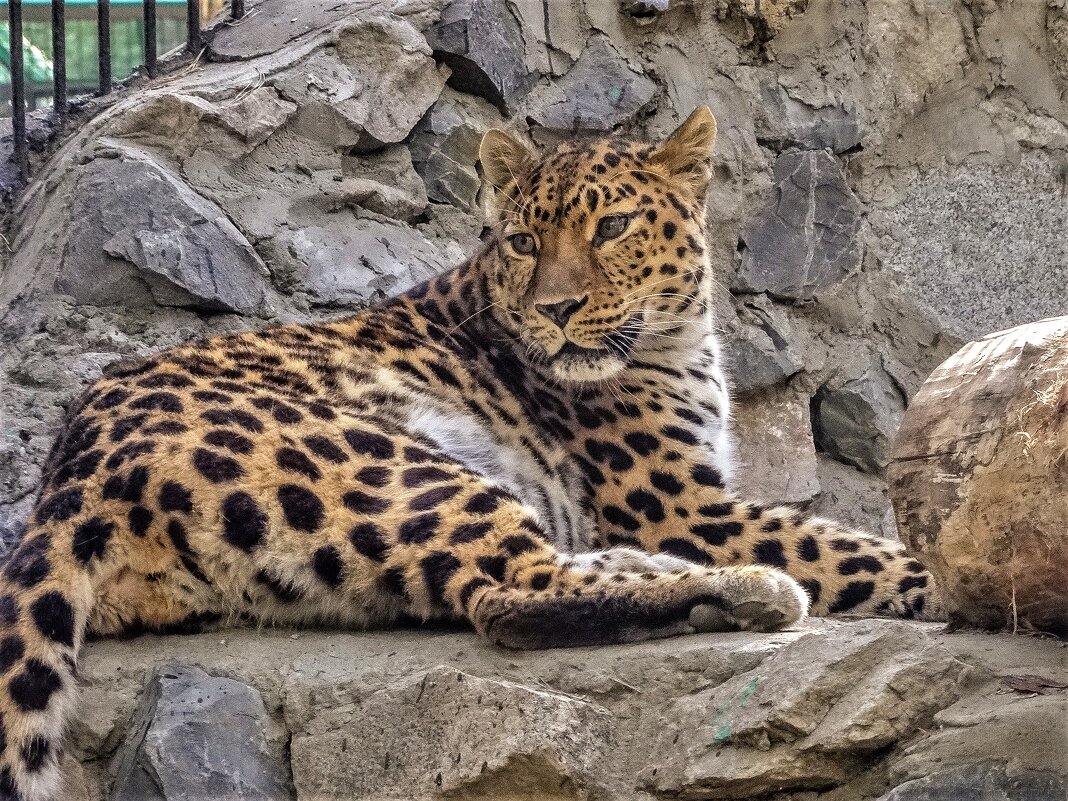 леопард - аркадий 