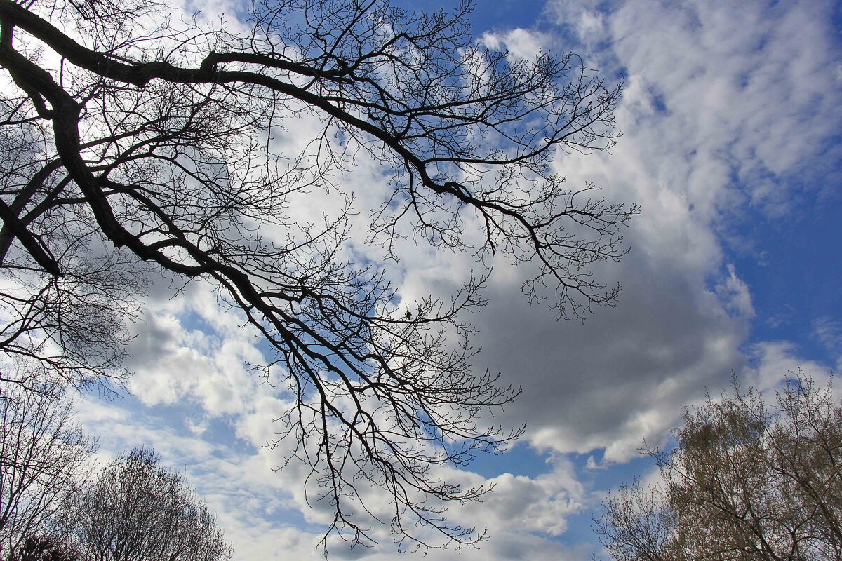 Ветви в облаках - Nina Karyuk