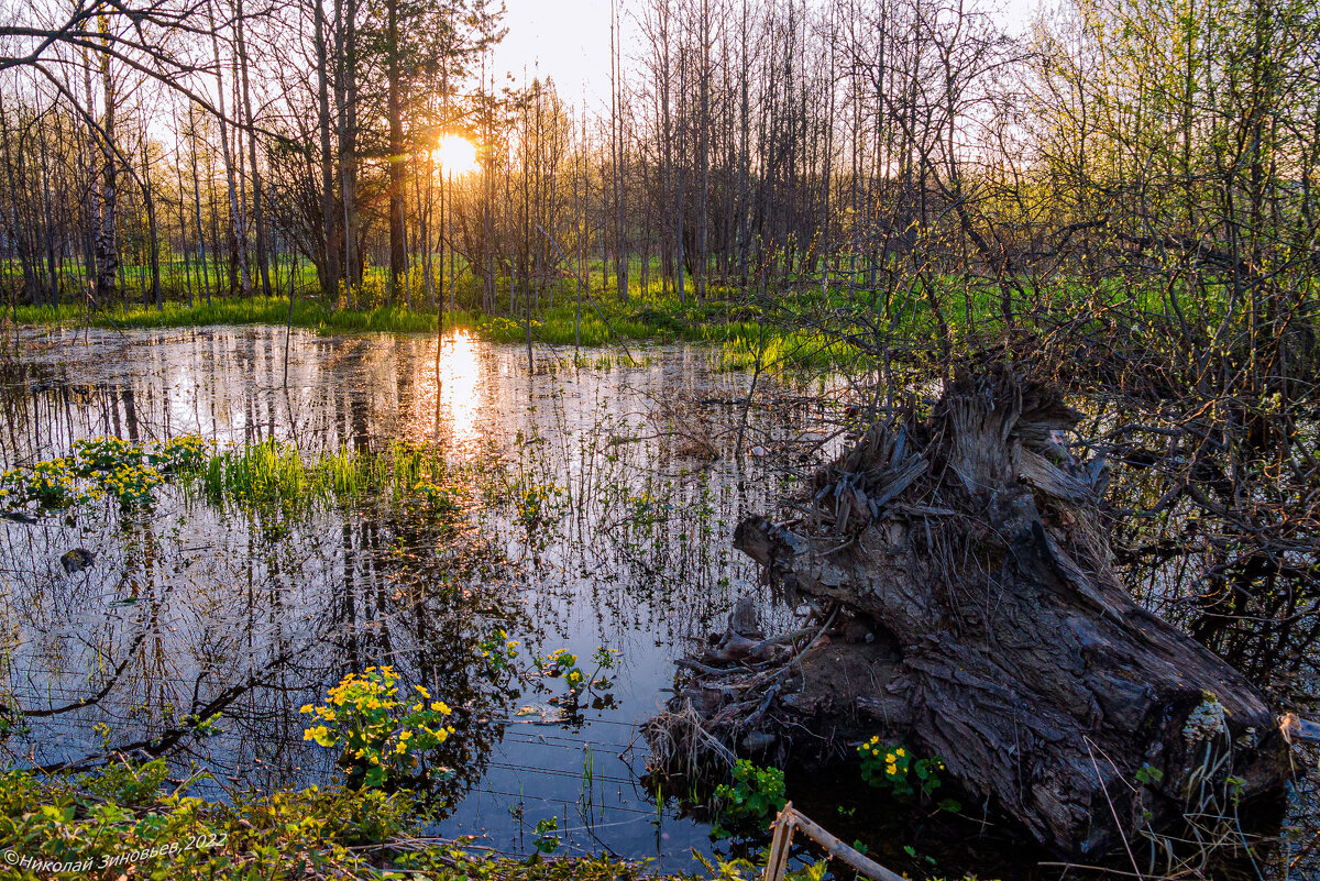 Весна на Север только приходит, первые листочки) Симпатичное заболоченное местечко около реки Ухта - Николай Зиновьев