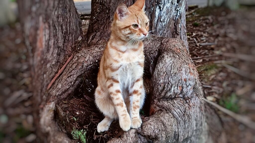 Соседский кот - Marina Timoveewa