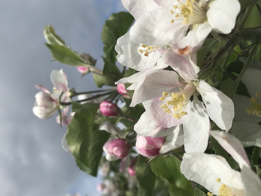 Прогулка по Коломенскому - яблоневый сад - Pippa 