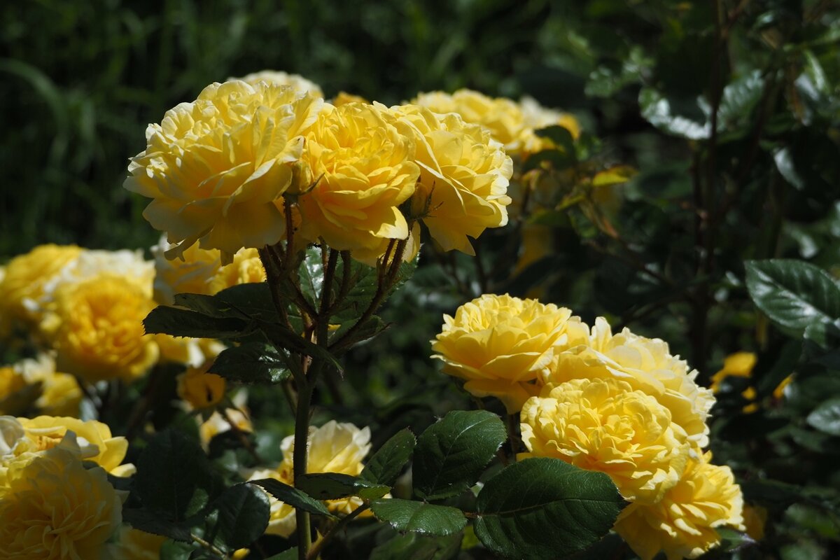 Розы "Anny Duperey" с насыщенным цитрусовым ароматом - wea *