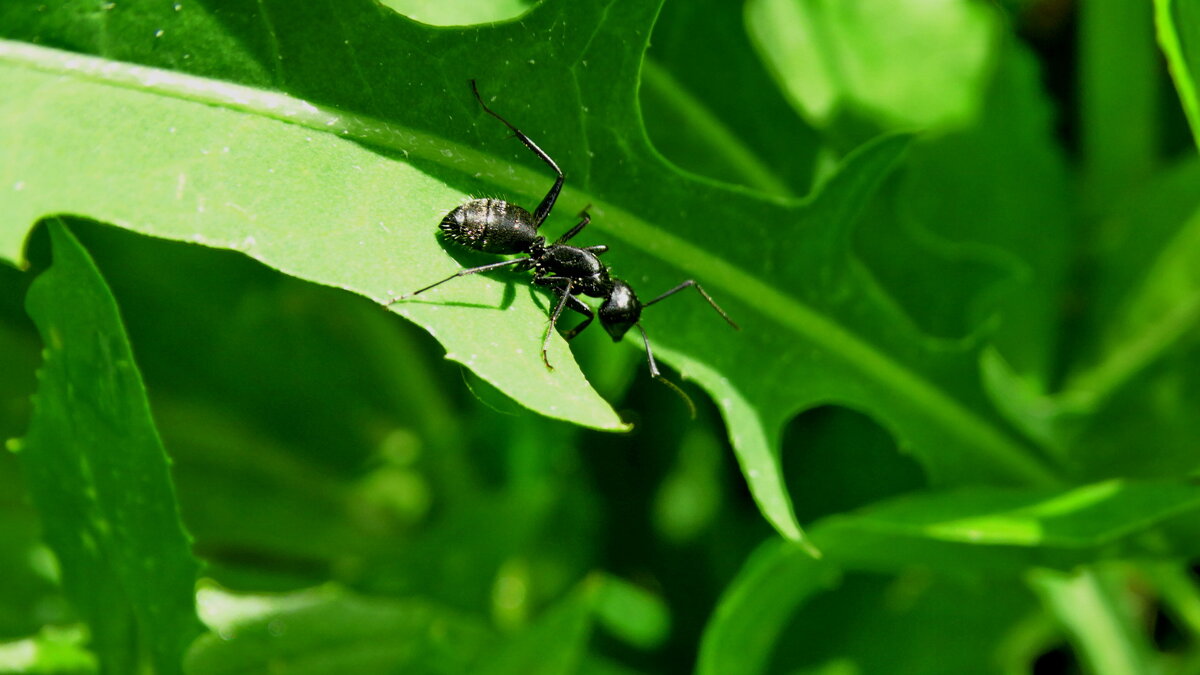 Бурый лесной муравей.........рабочая особь достигает до 7.5мм...вдлину. - Ivan Vodonos