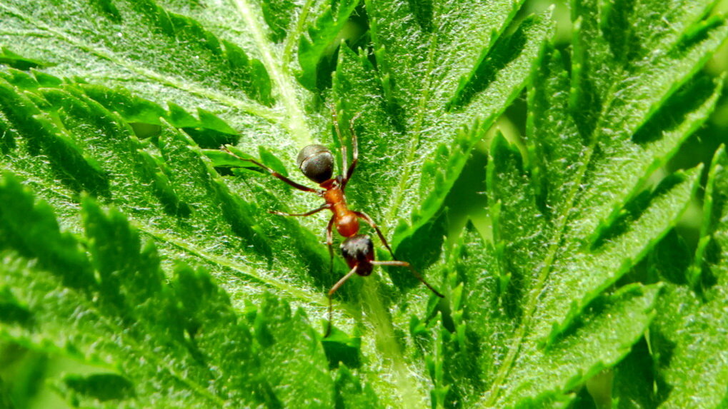 Рыжий лесной муравей. - Ivan Vodonos