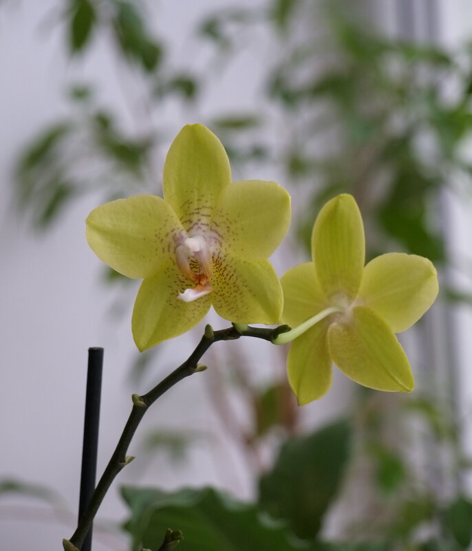 Орхидеи - Фотолюб *