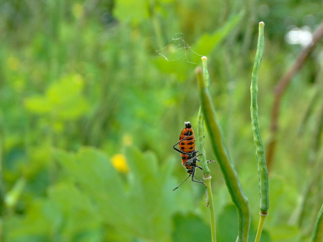 Не слухняна модель............Лигей пятнистый (лат. Lygaeus equestris) - Ivan Vodonos