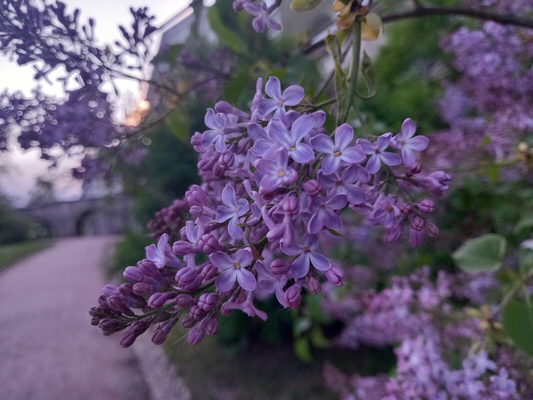 Сирень на закате - Сапсан 