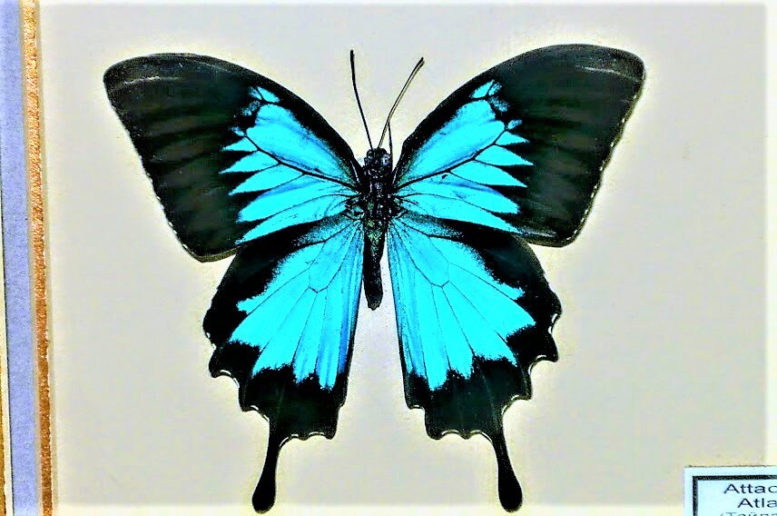 на выставке живых бабочек, бабочки были не только живые - Елена Шаламова