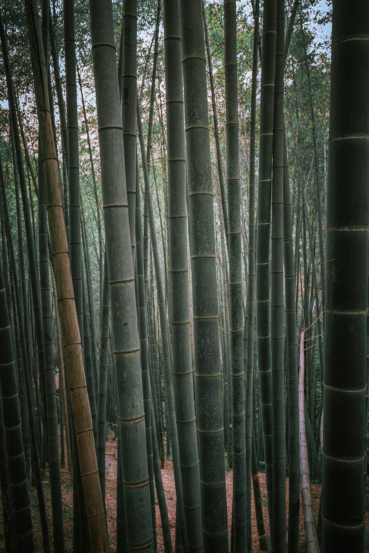 Бамбуковый лес, Ханчжоу - Дмитрий 