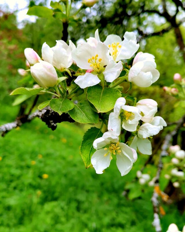 Яблони цветут - 2 - Сергей 