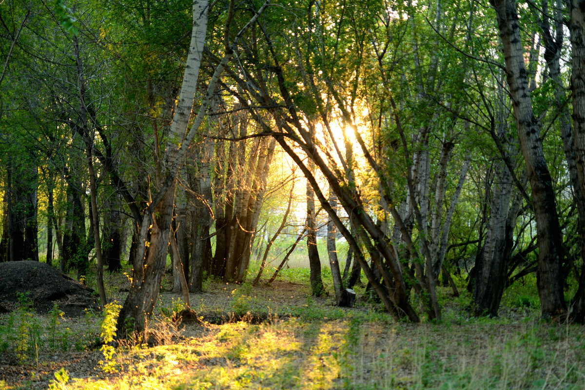 лес... - Александра nb911 Ватутина