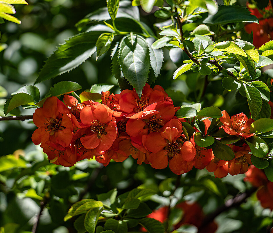 цветет айва, Измайловский сад - navalon M