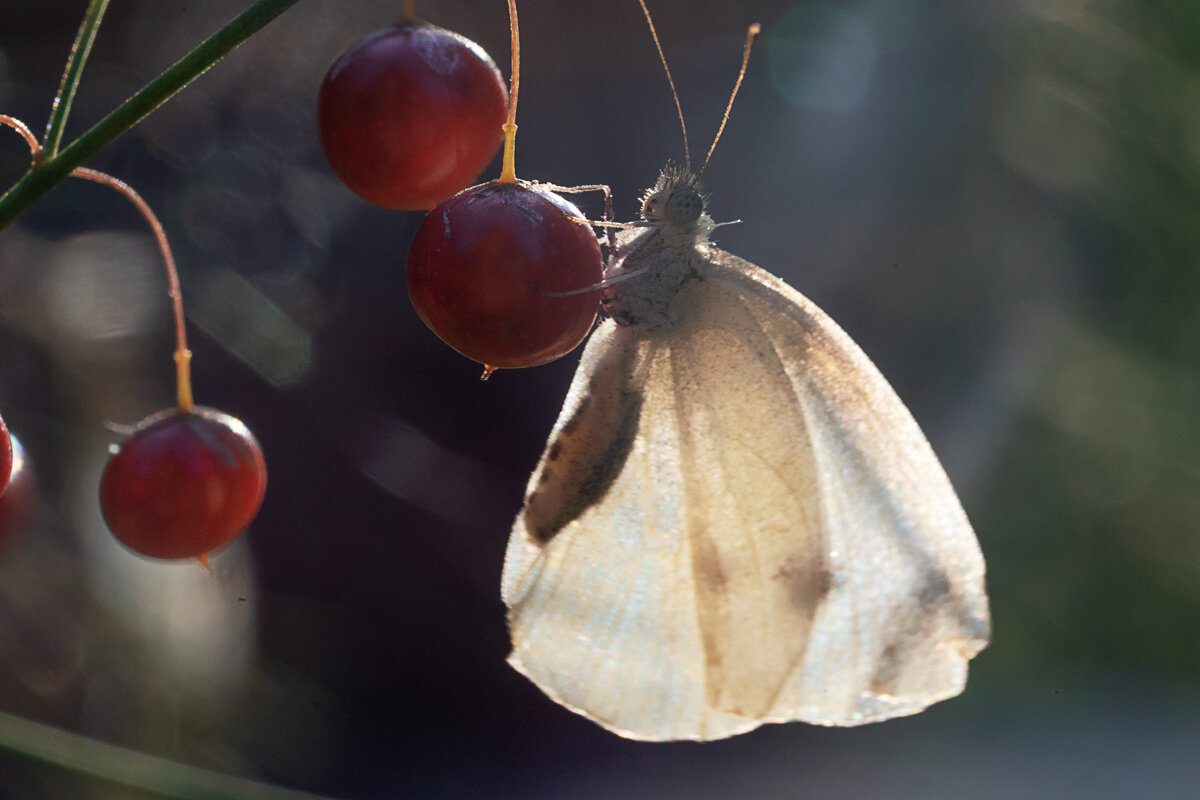 Бабочка на спарже - Оксана Лада