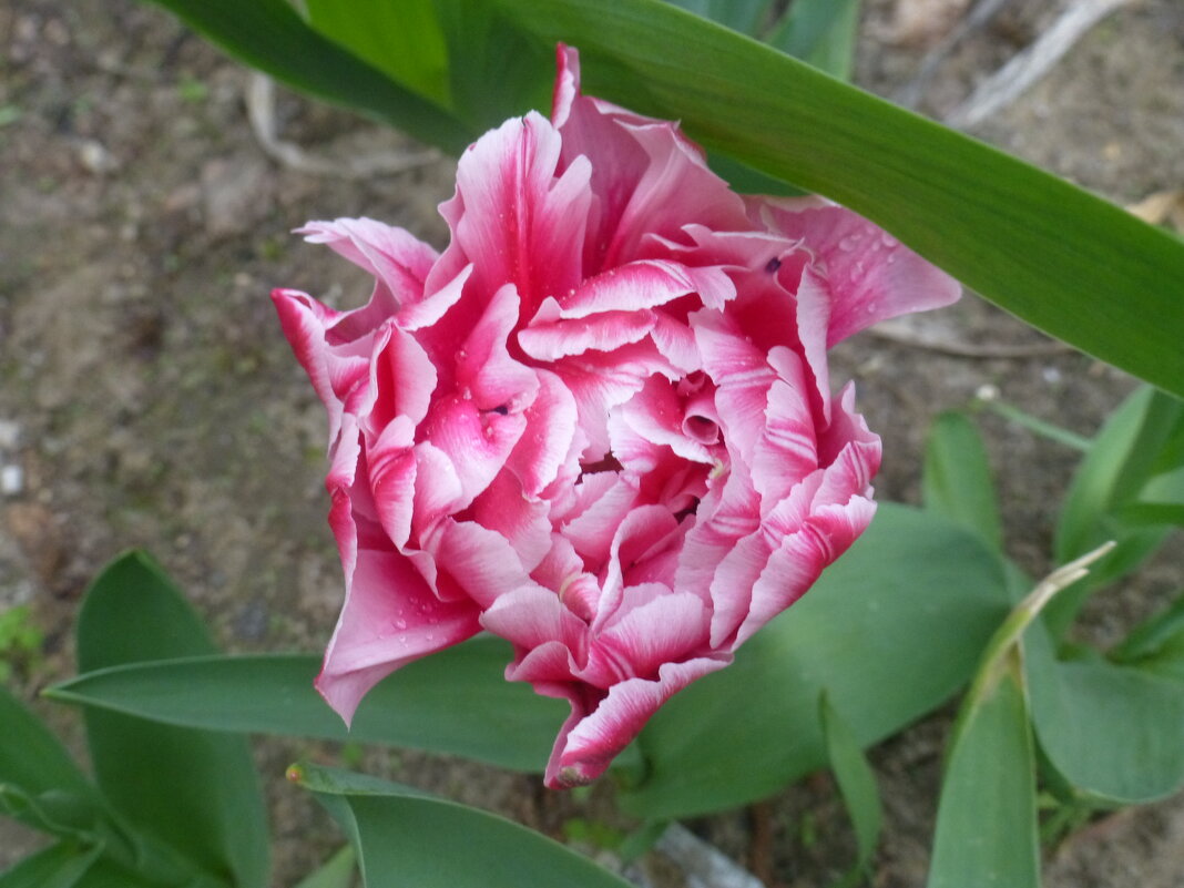 Розовый тюльпан после дождя - Наиля 