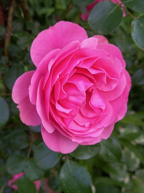 Розы в саду ... - tatyana 