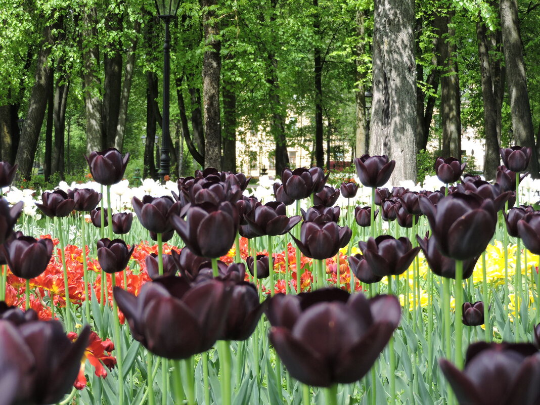 Чёрные тюльпаны - Мария Васильева