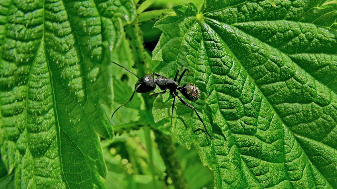 Бурий лісний мураха - Formica fusca. - Ivan Vodonos