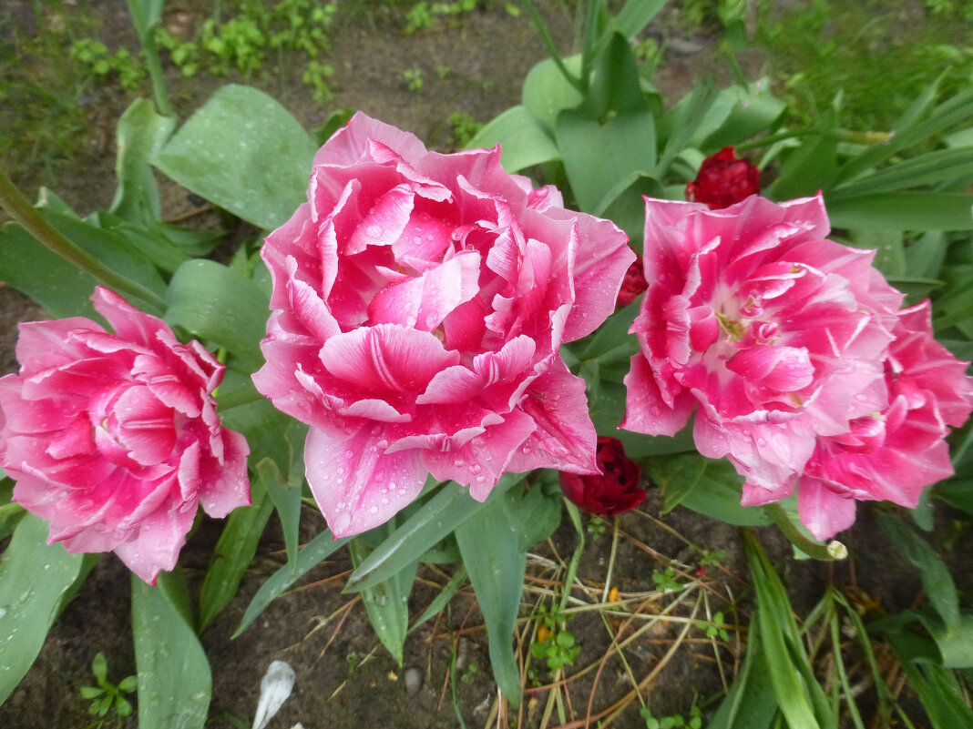 Букет махровых тюльпанов - Наиля 