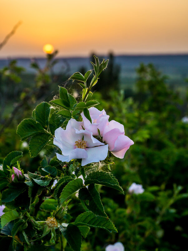 Крым. Майский закат на горе Арман-Кая - Андрей 