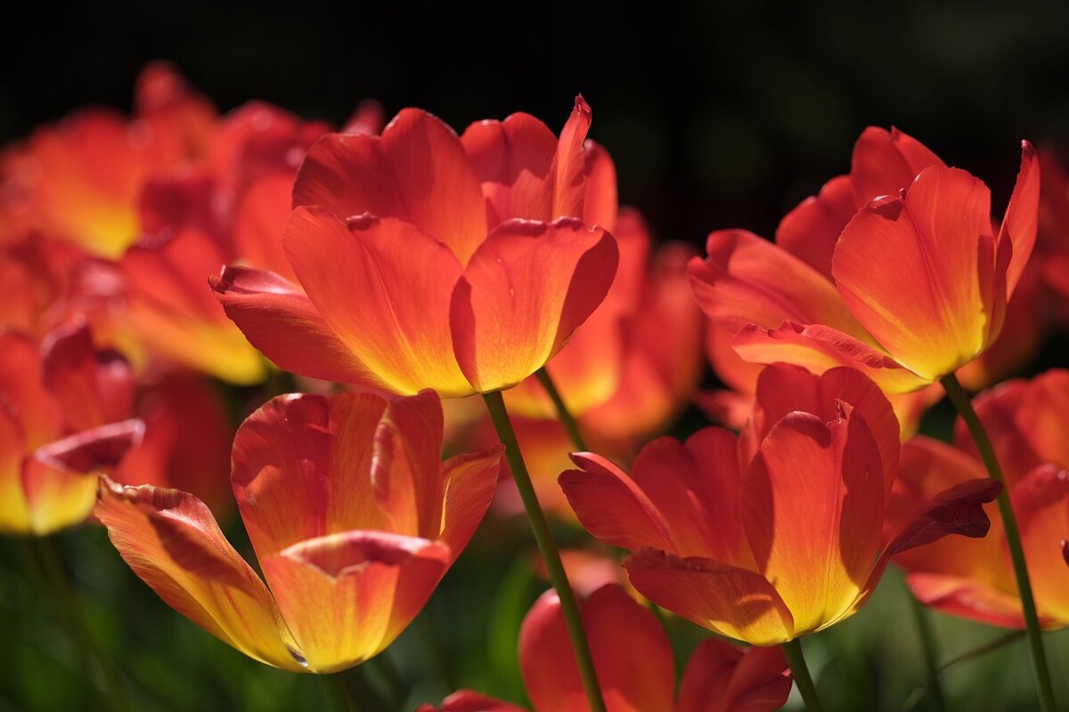 Отцветают тюльпаны - wea *