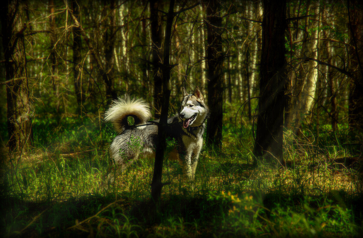 В лесу. - leff Postnov