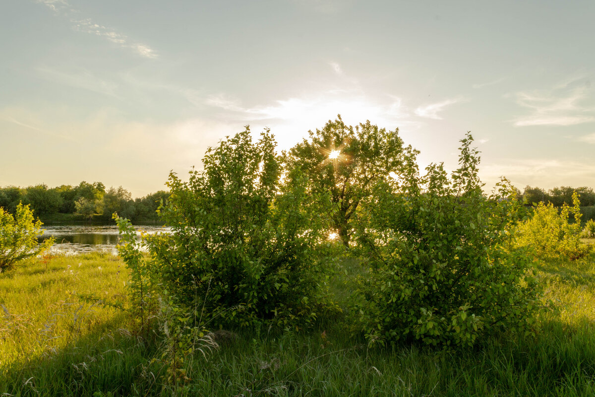 яблоня в лучиках солнца закатного - Владимир Кириченко