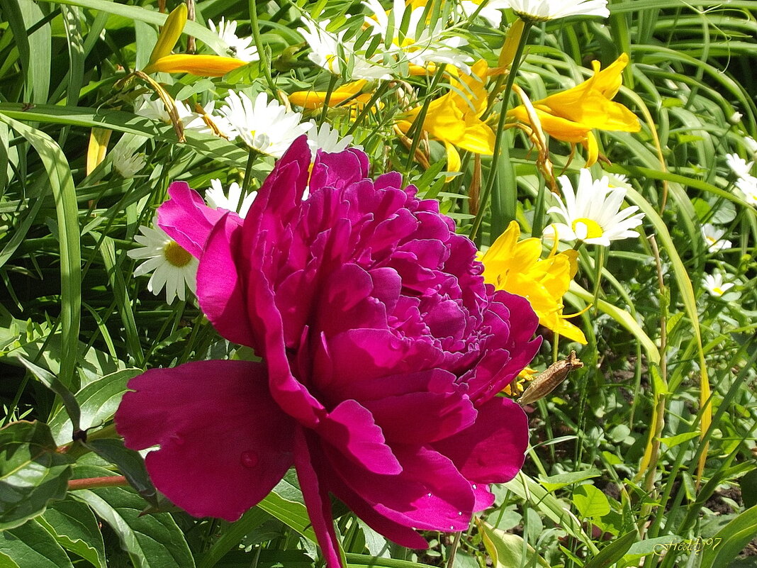Пион - цветок июня - Freddy 97
