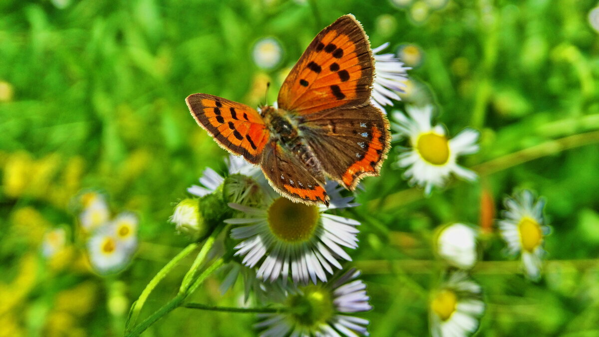 Дукачик грянець (Lycaena phlaeas) — вид денних метеликів родини синявцевих (Lycaenidae) - Ivan Vodonos