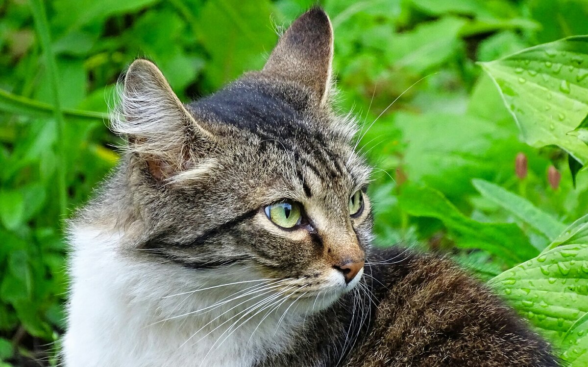 Портрет кошки с зелёными глазами. - Милешкин Владимир Алексеевич 
