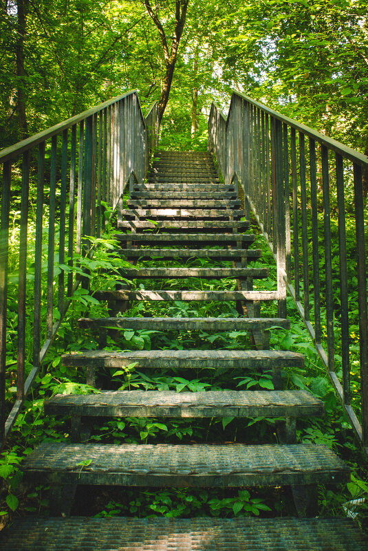Лестница в лесу - Олег Д