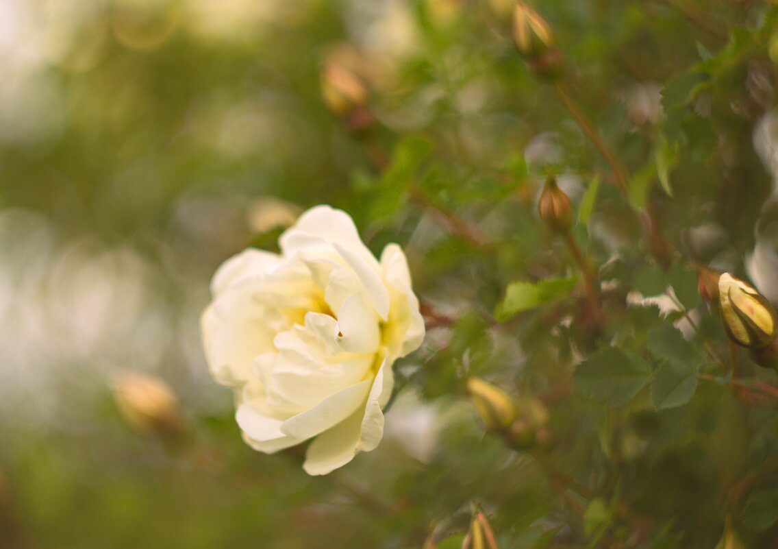 Белые розы... - Galina Serebrennikova