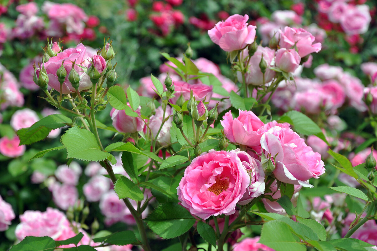 Розовые розы - Татьяна 
