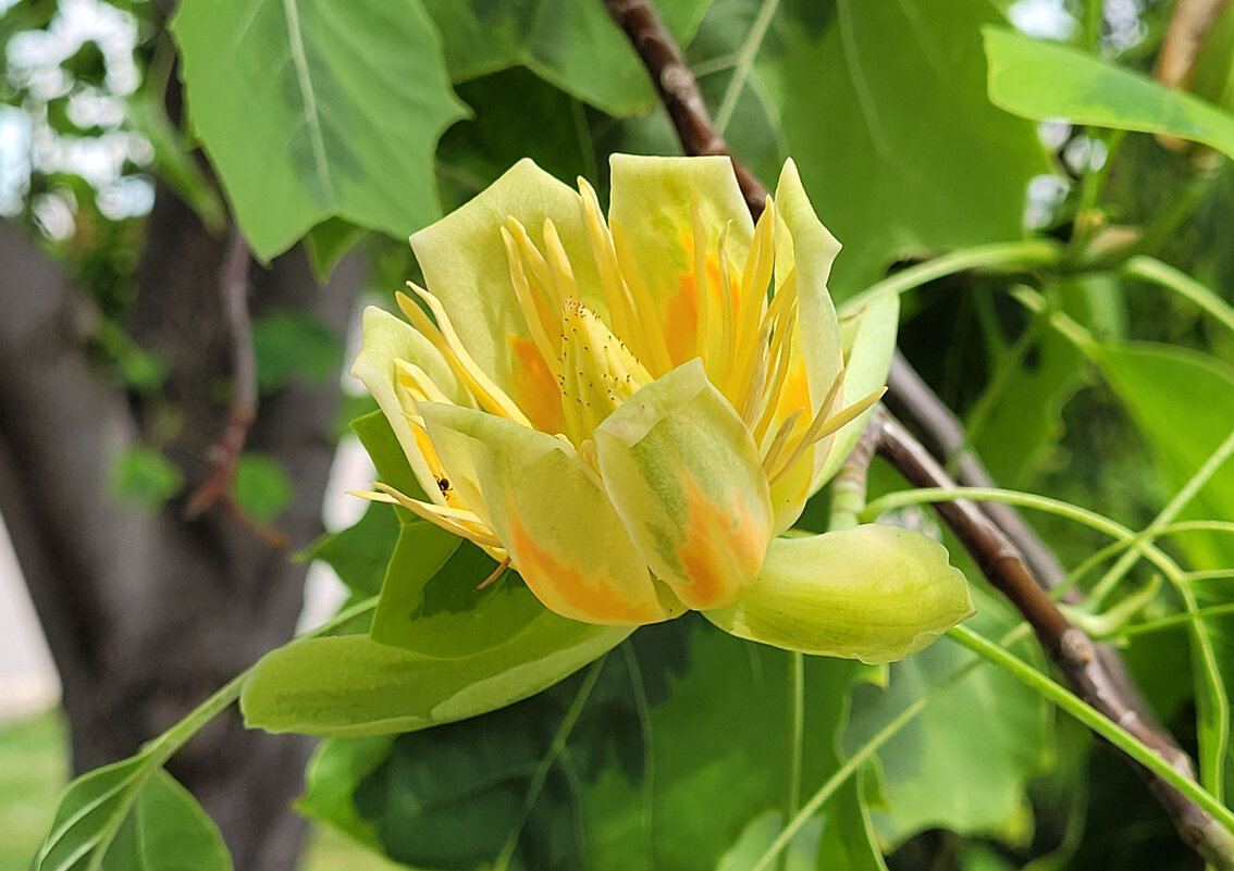 тюльпановое дерево в калининграде фото