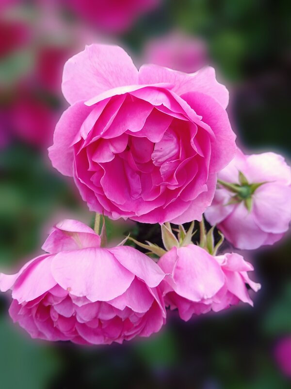 Розы в саду - tatyana 