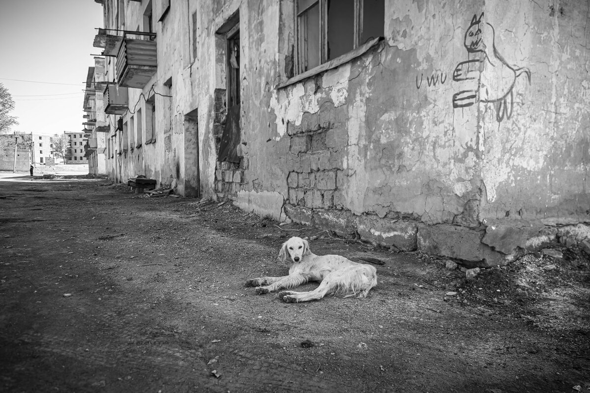 Песнь о собаке - Солтан Жексенбеков