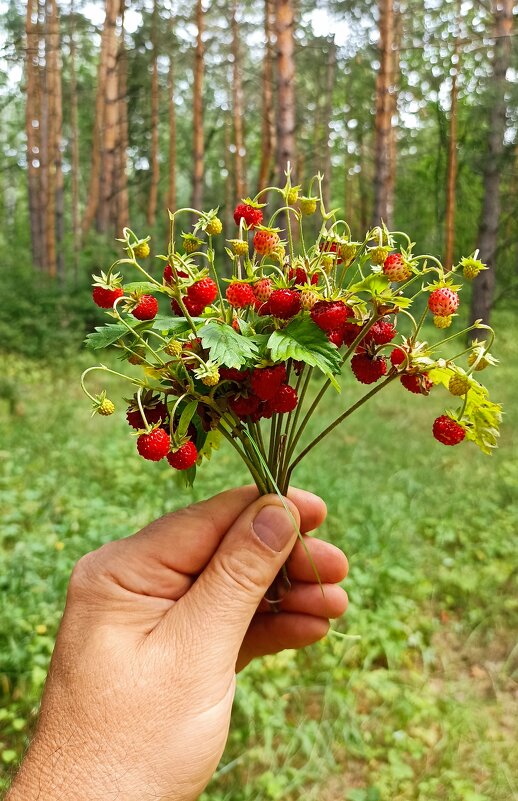 Угощайтесь летом ! - Олег Денисов