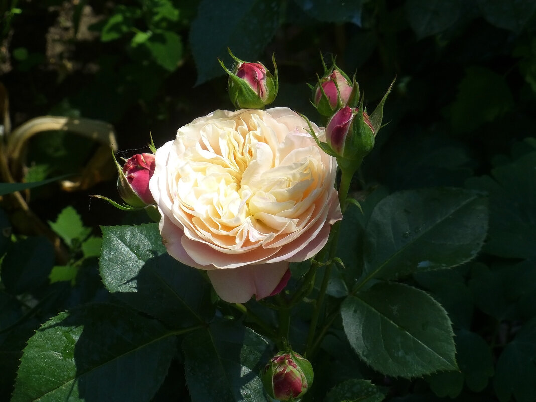 Английская роза - Наиля 